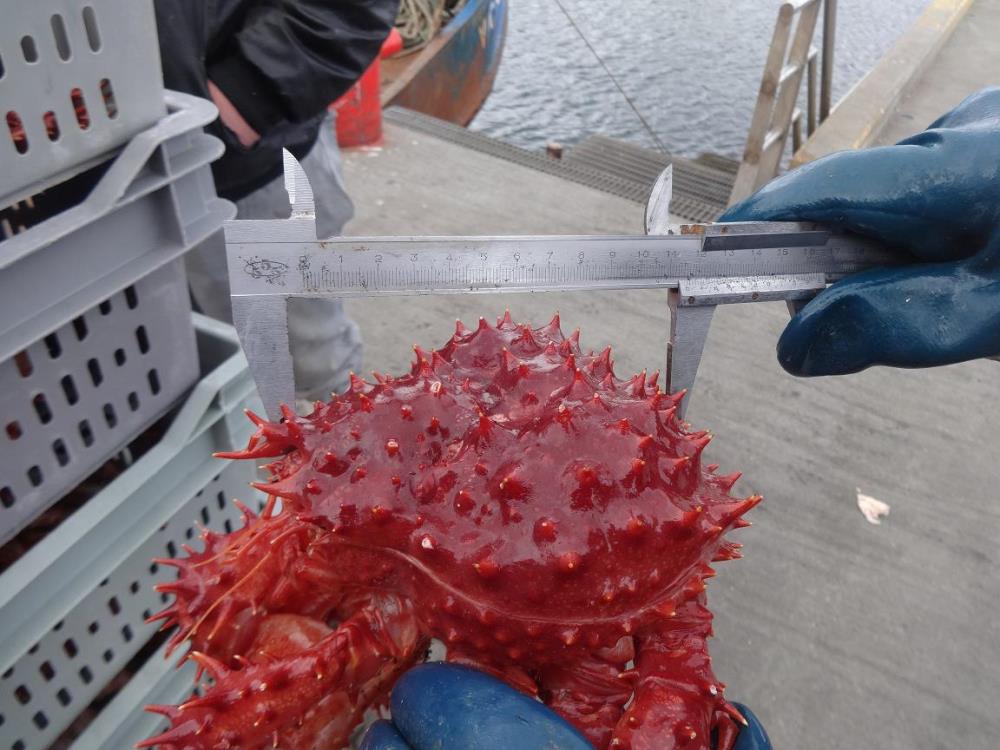 Capitanía de Puerto de Tierra del Fuego decomisa más de 100 kilos de centolla de baja talla