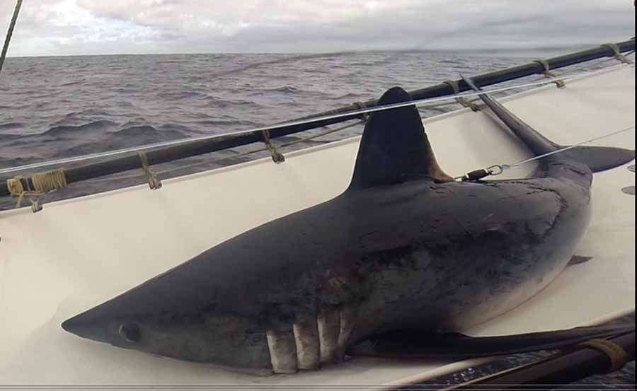 Violeta, tiburón hembra marcada satelitalmente entrega valiosa información de comportamiento de la especie