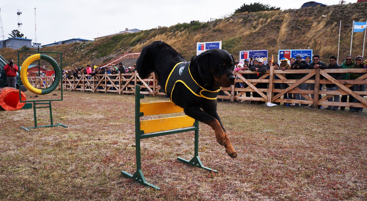 Impecable presentación de los canes adiestrados de Gendarmería en Fiesta del Ovejero en Tierra del Fuego