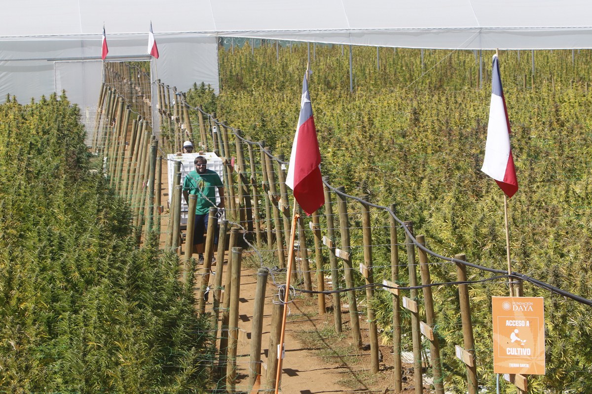 Fundación Daya inicia cosecha de mayor plantación de cannabis de Latinoamérica