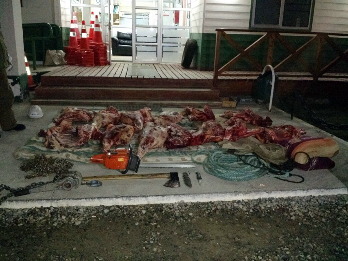 Carabineros detuvo a conductor que transportaba 500 kilos de carne faenada clandestinamente desde Río Verde