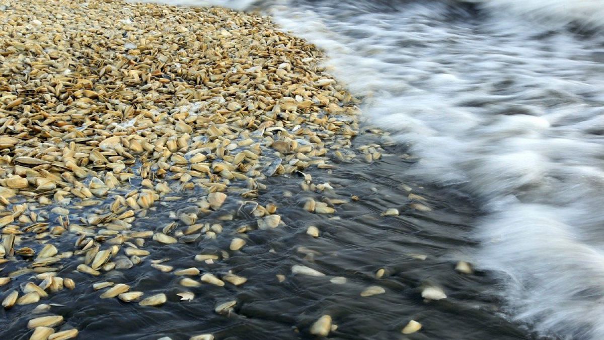 Héctor Kol, biólogo marino: “Cuando en Santiago hay exceso de contaminación, se suspenden las industrias ¿Cuántas salmoneras han cerrado en Chiloé?”