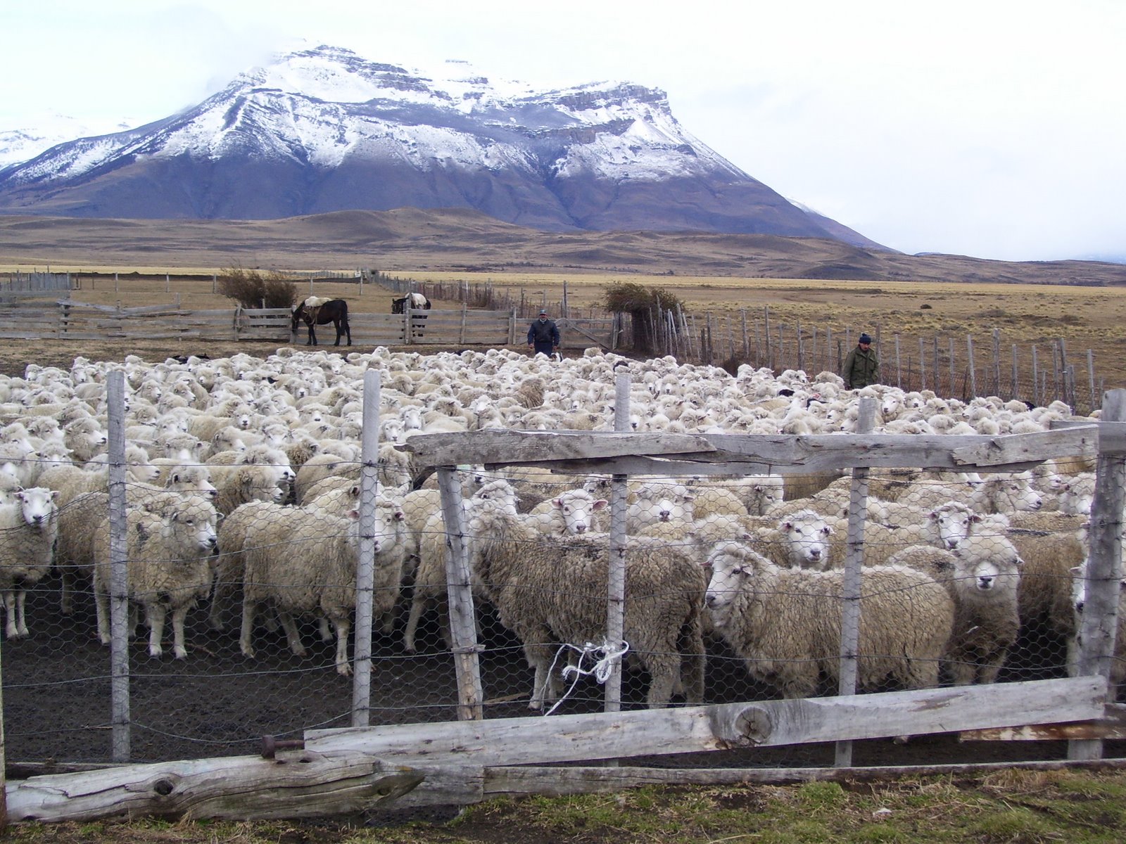 Busca esclarecer robo de más de 400 ovinos desde estancia Tres Chorrillos