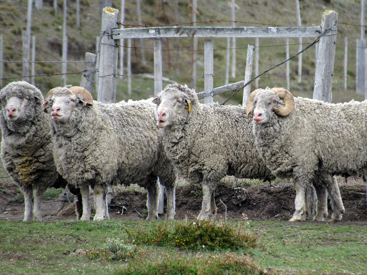 Nueva raza ovina Patagonian Robertson Merino pone a Chile nuevamente en la mira de potenciales compradores para mejoramiento genético