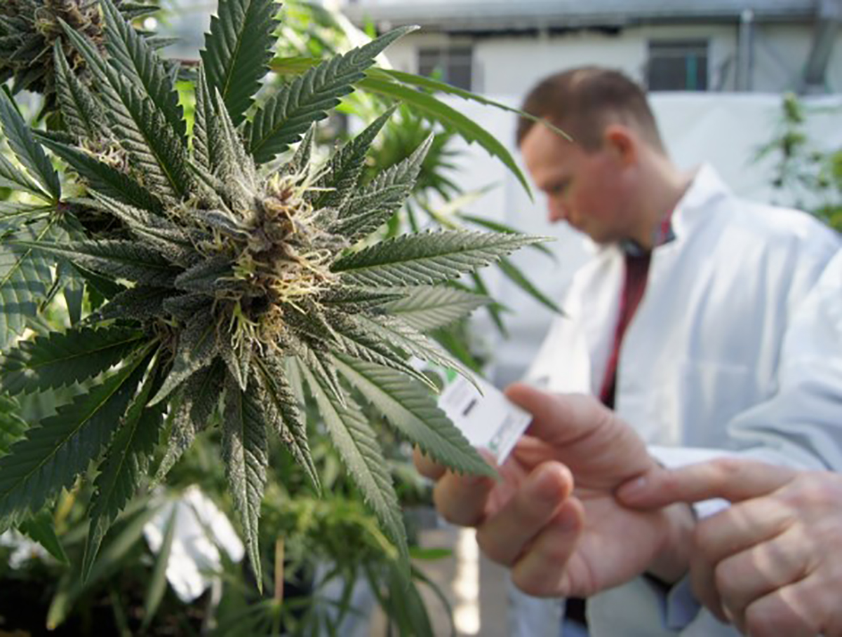Estudio científico concluye que el cannabis acaba con células tumorales gracias al ‘reciclaje’ celular
