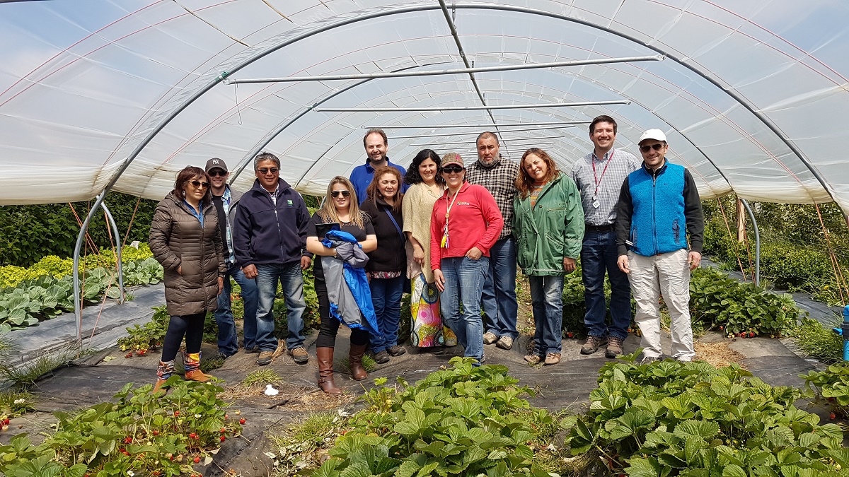Productores de frutilla de Punta Arenas conocen sistemas de producción en Puerto Natales