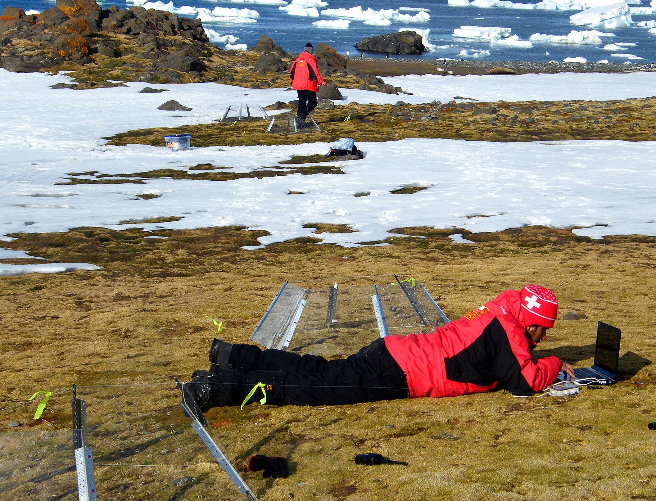 Estudian impacto del cambio climático sobre las plantas en territorio antártico