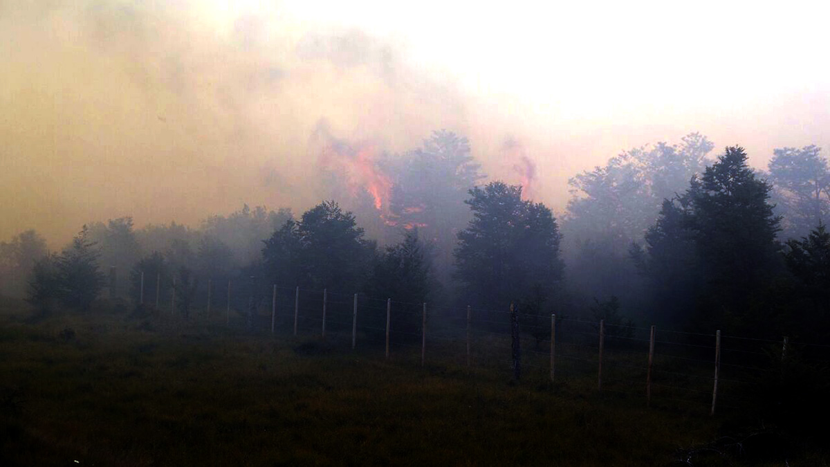 Incendio forestal consumió 4 hectáreas de terreno en sector de San Juan