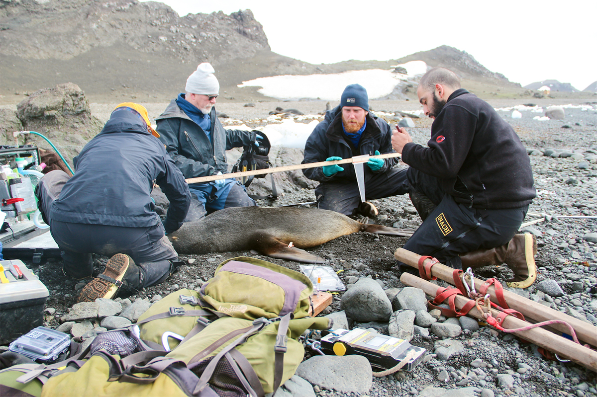 Investigadores monitorean al lobo fino en la Antártica