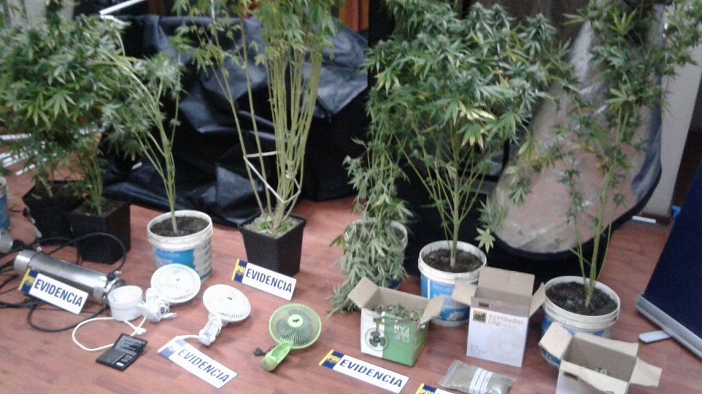 BICRIM de la PDI detiene en Puerto Natales a sujeto que comercializaba Cannabis Sativa