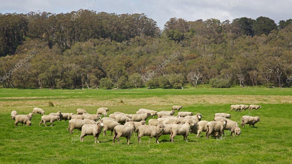 Pequeños ganaderos magallánicos de INDAP conocen experiencias exitosas en el manejo ovino australiano