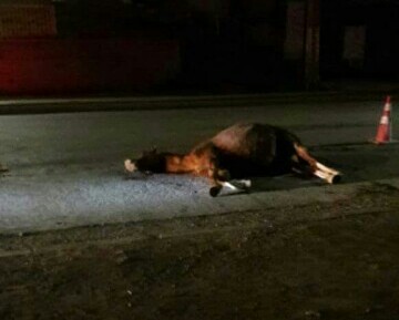 Otro caballo fue impactado anoche por un vehículo, el animal murió