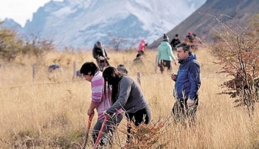 Niños fueron protagonistas en plan de reforestación del Parque Nacional Torres del Paine en Magallanes