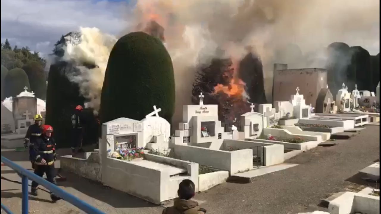 Desconocidos queman 6 cipreses del Cementerio Municipal de Punta Arenas