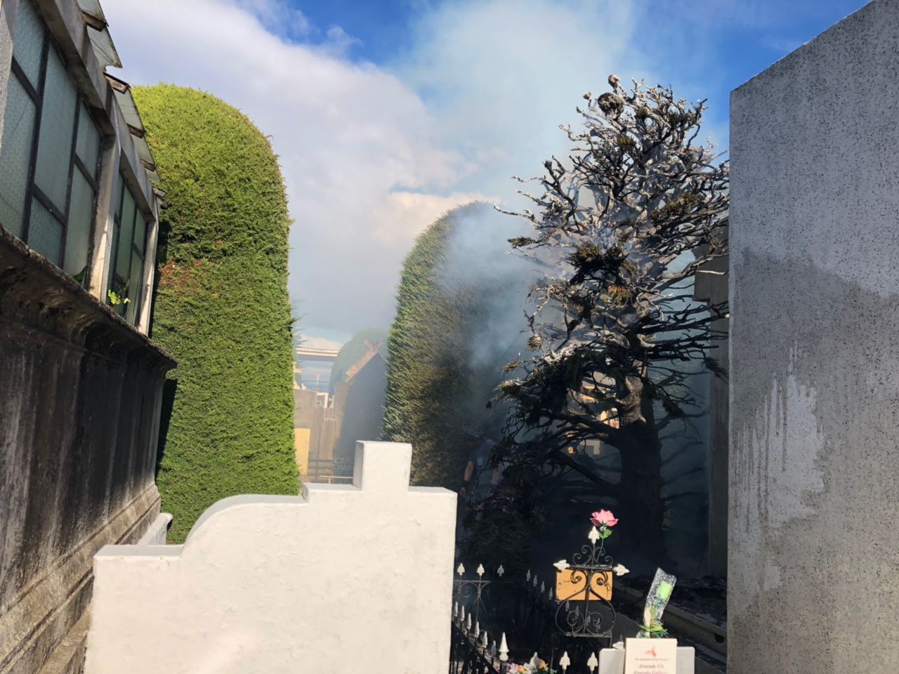 Desconocidos queman otro ciprés en el cementerio municipal de Punta Arenas