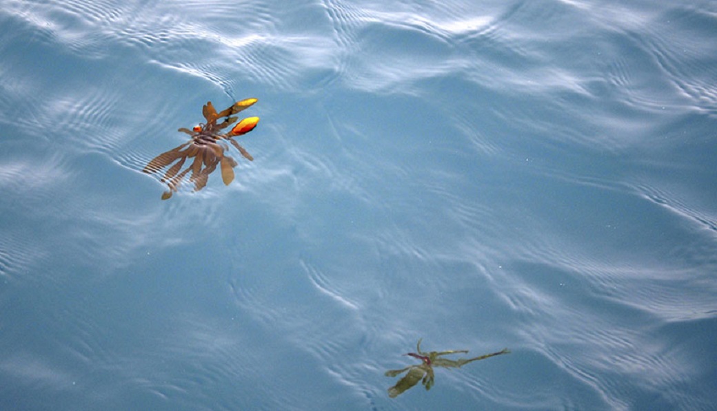 Cambio climático podría incrementar la cantidad y recorridos de los parches de algas flotantes en Antártica