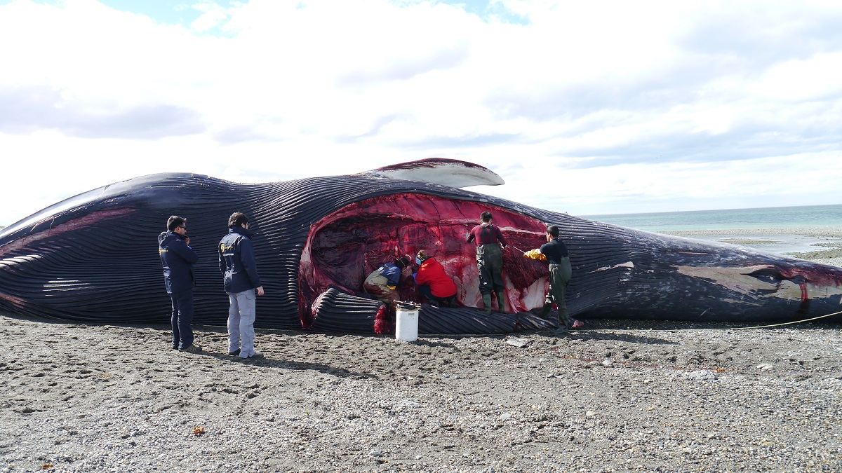 La ballena azul, el mamífero más grande por primera vez en Magallanes