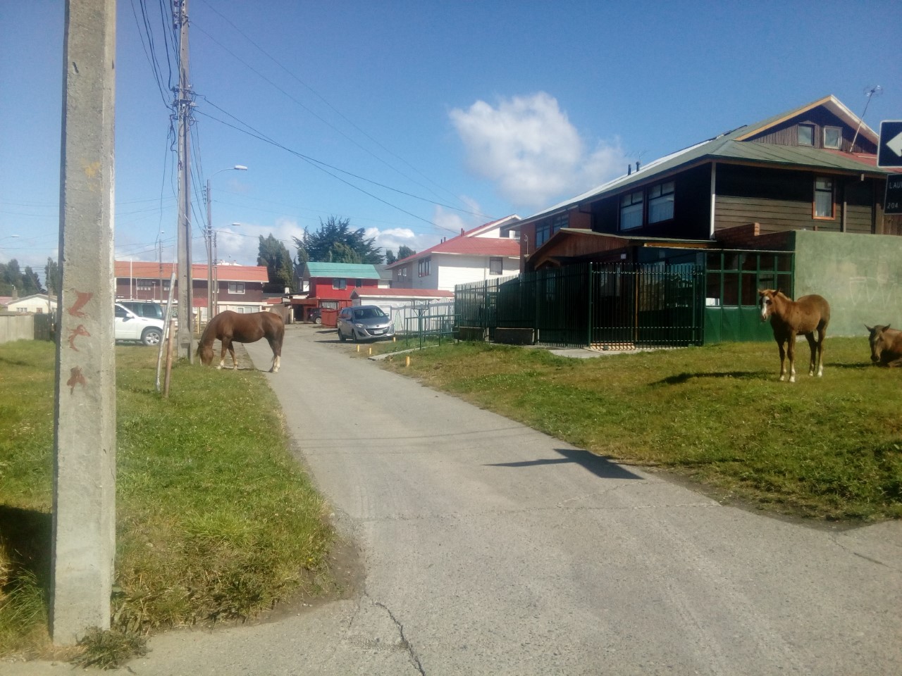 Continúan apareciendo animales sueltos en las calles de Punta Arenas