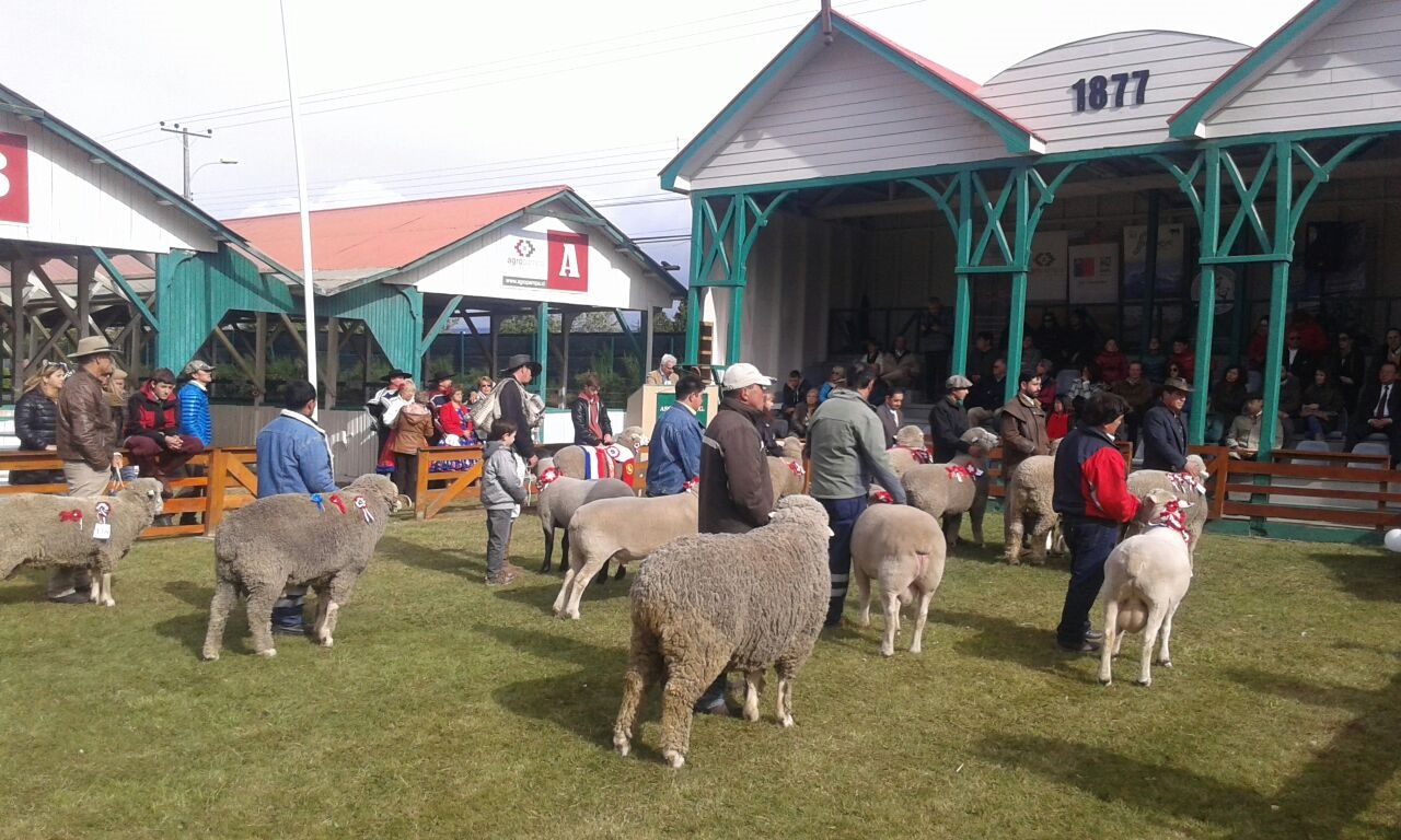Exitosa Exposición Ganadera de Magallanes en el tradicional recinto de ASOGAMA en Punta Arenas