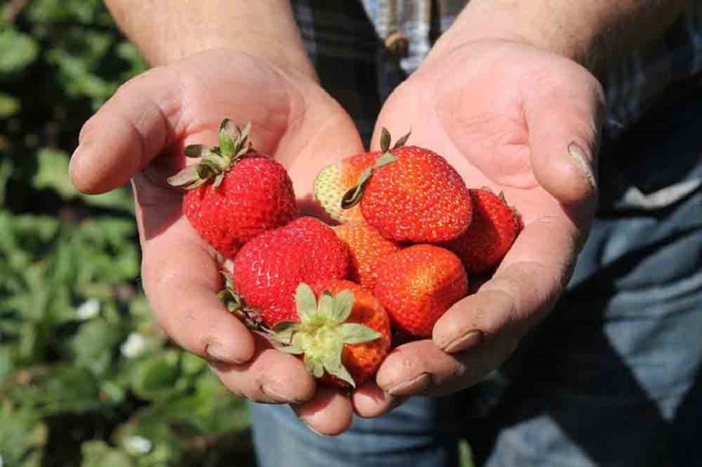 Más de 10.000 kilos de fruta se comercializan en el mercado gracias a exitosa iniciativa del Plan de Zonas Extremas