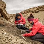 Hallan restos de un dinosaurio semi-articulado en Cerro Guido, región de Magallanes