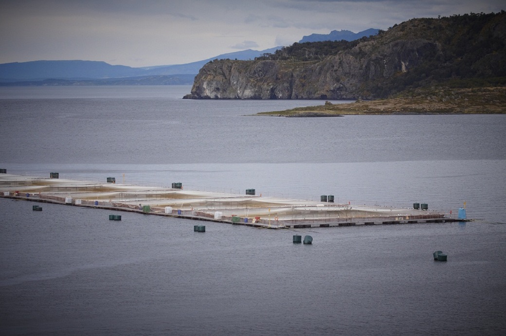 Salmonicultura anuncia inversiones por 120 millones de dólares en la región de Magallanes