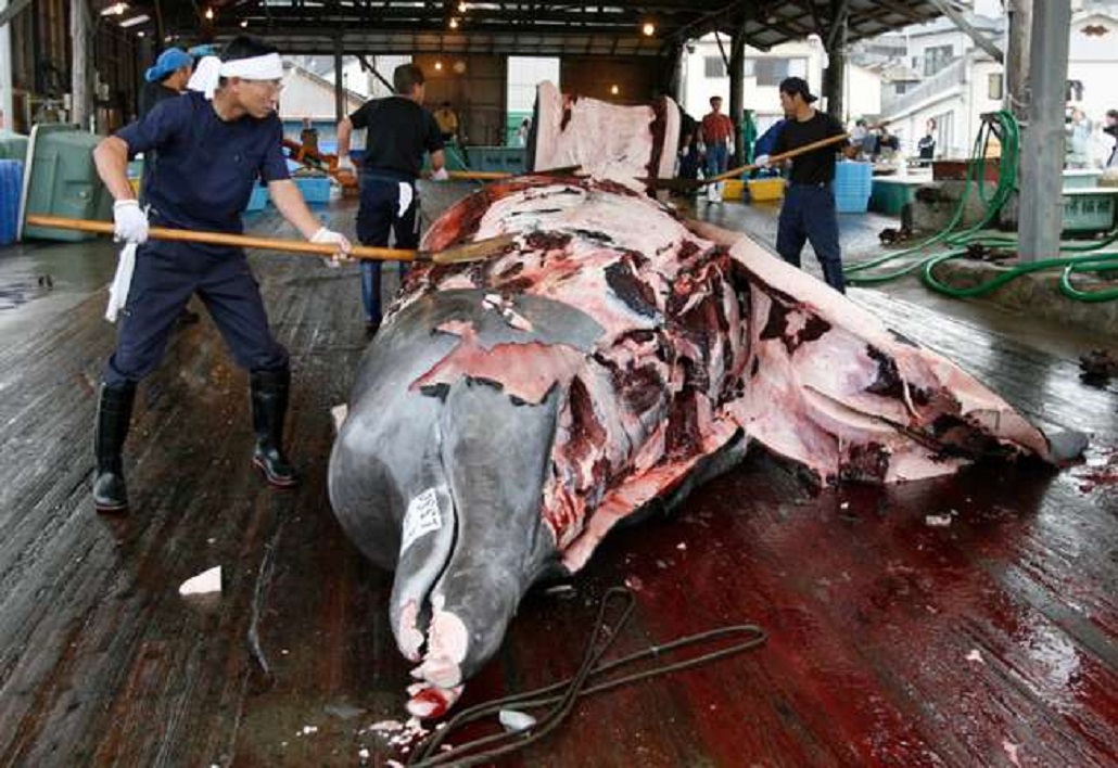 Japón captura 333 ballenas antárticas pese a prohibición internacional