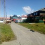 Incremento de la presencia de caballares en la vía pública preocupa a los vecinos y las autoridades