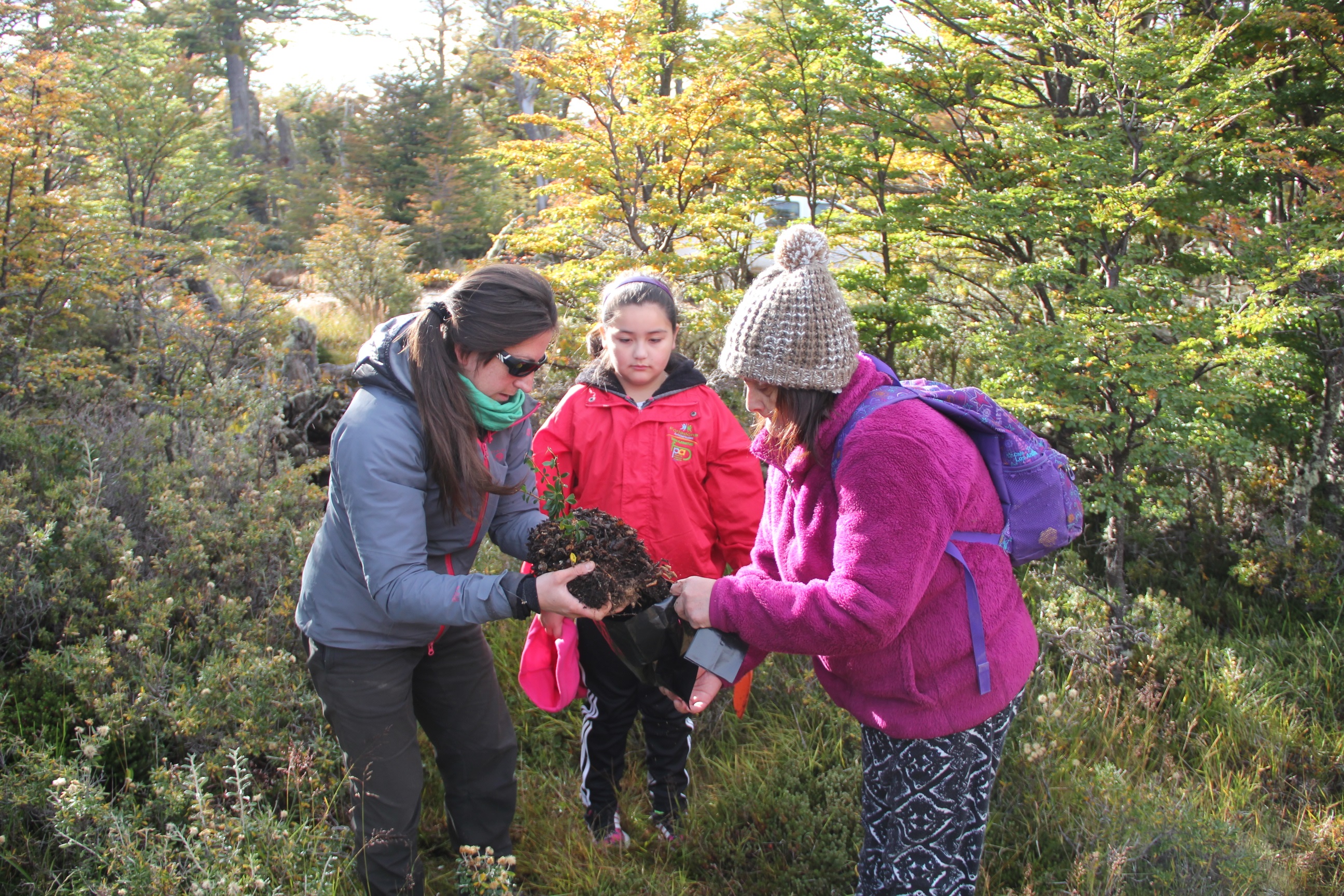 Rescatan especies de flora nativa de Magallanes para recuperar zonas degradadas de Punta Arenas