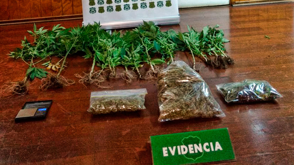 Sujeto ataca a dos Carabineros y al ser detenido descubren cultivo doméstico de marihuana