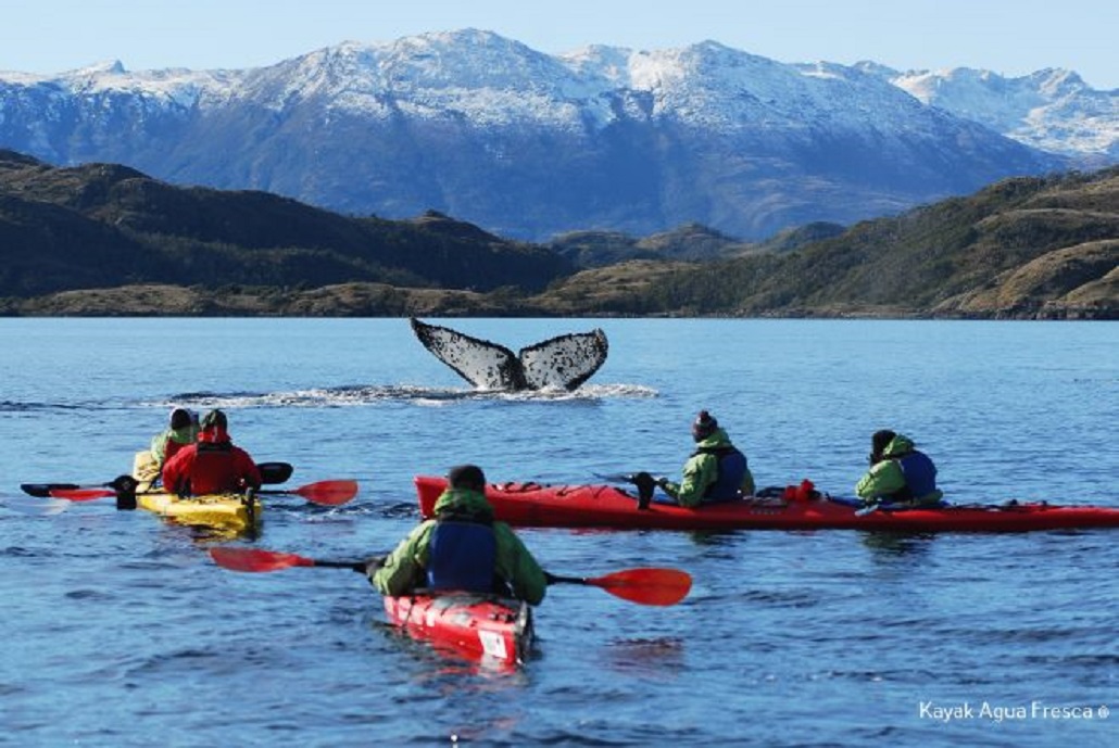 Novedosa experiencia turística ofrece empresa regional «Kayak Agua Fresca» en el Estrecho de Magallanes