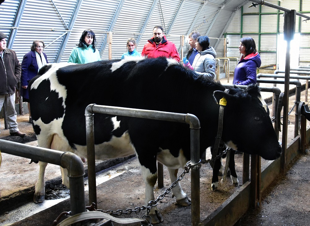 Pequeños ganaderos buscan revivir el “boom lechero” de la región de Magallanes