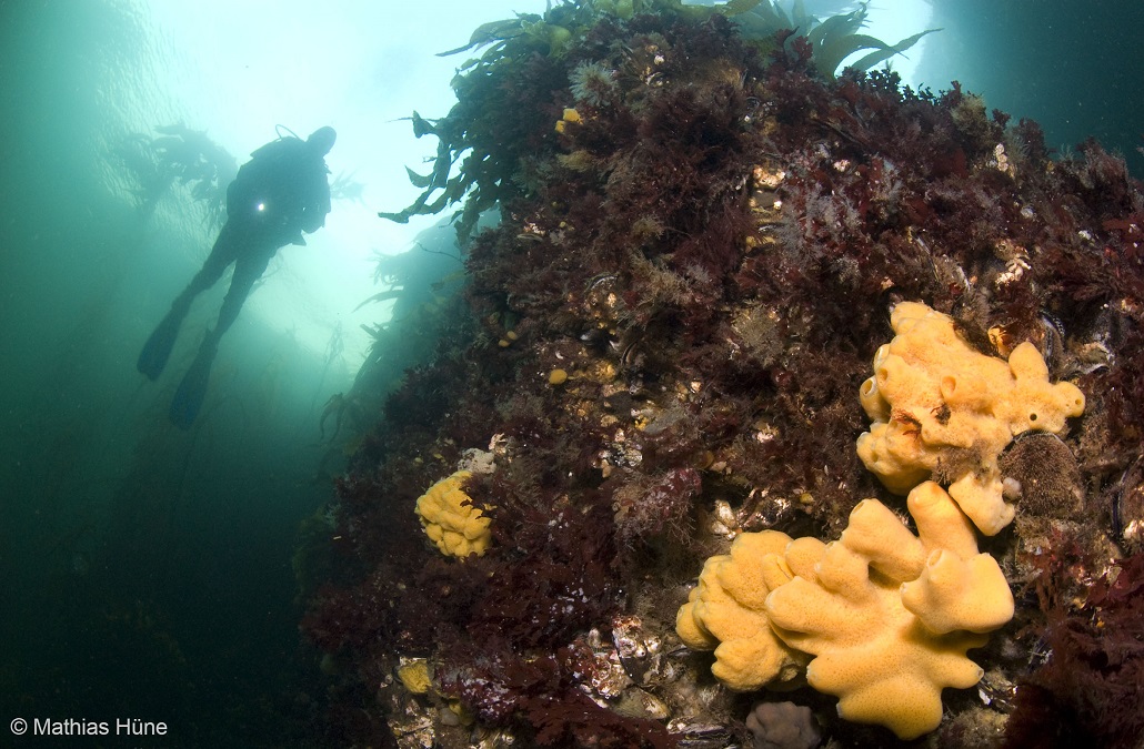 Proyecto CEQUA propone a Magallanes como  destino de clase mundial de turismo submarino