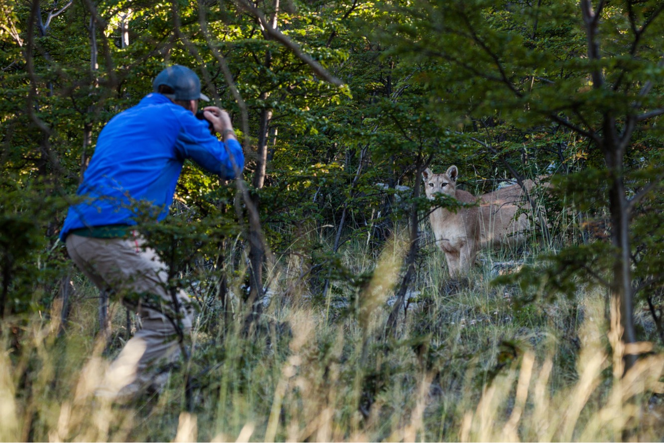 Investigación CEQUA apunta a fortalecer el  turismo con pumas de manera segura en el Paine