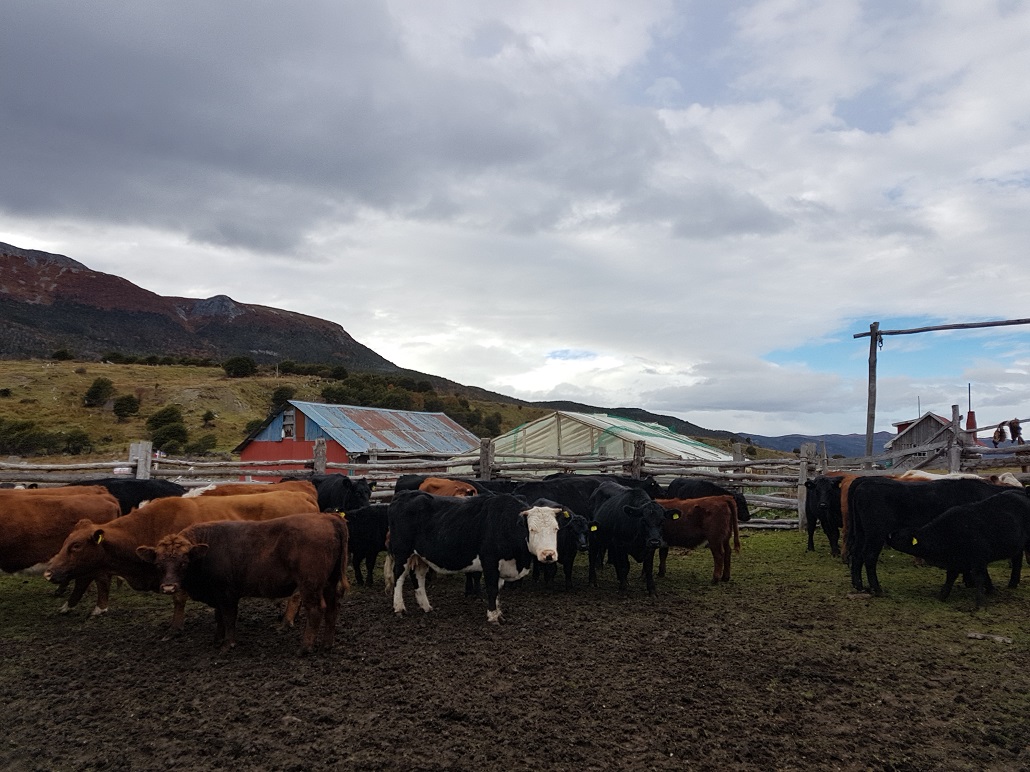 Bovinos del canal Beagle reciben vitaminas para soportar el invierno