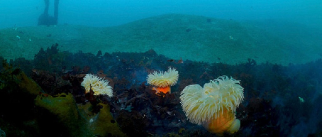 Investigación del Centro IDEAL explora la acumulación de algas en el fondo marino antártico
