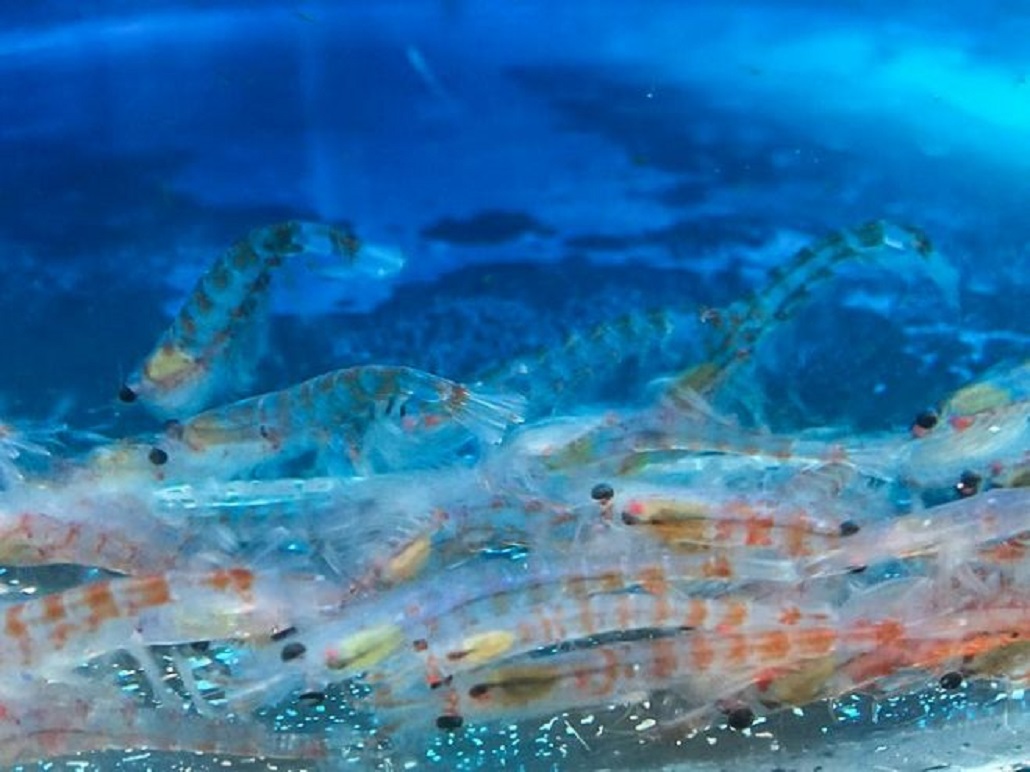 Kril, el crustáceo clave para la Antártica: científicos preparan censo de la especie