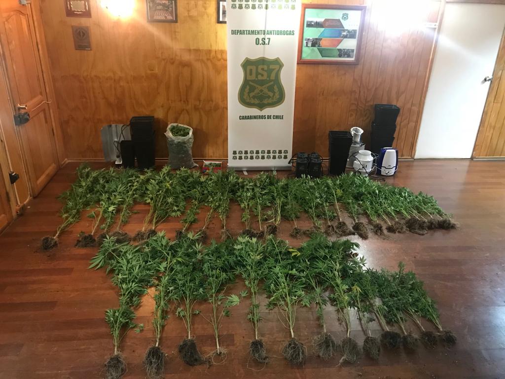 A la carcel un individuo que mantenía en su domicilio 37 plantas de marihuana y más de 2 kilos de la misma droga procesada