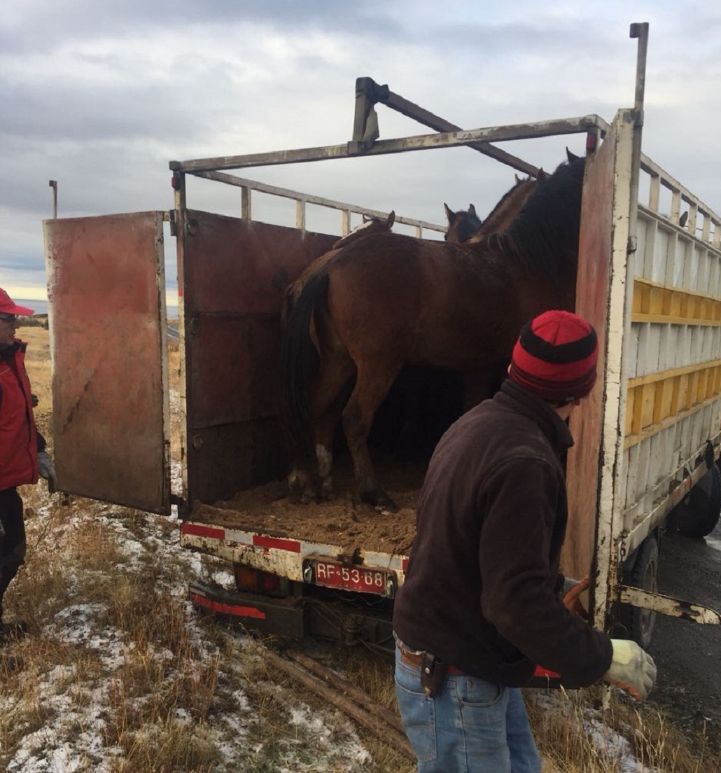 Municipalidad trasladó 18 caballares hasta el sector Agua Fresca