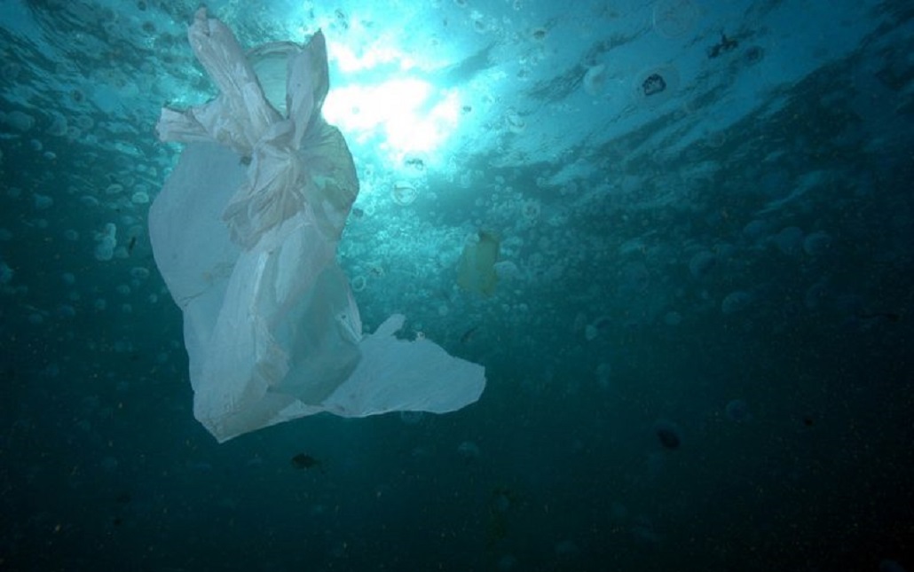 Greenpeace denuncia hallazgo de microplástico en centollas magallánicas