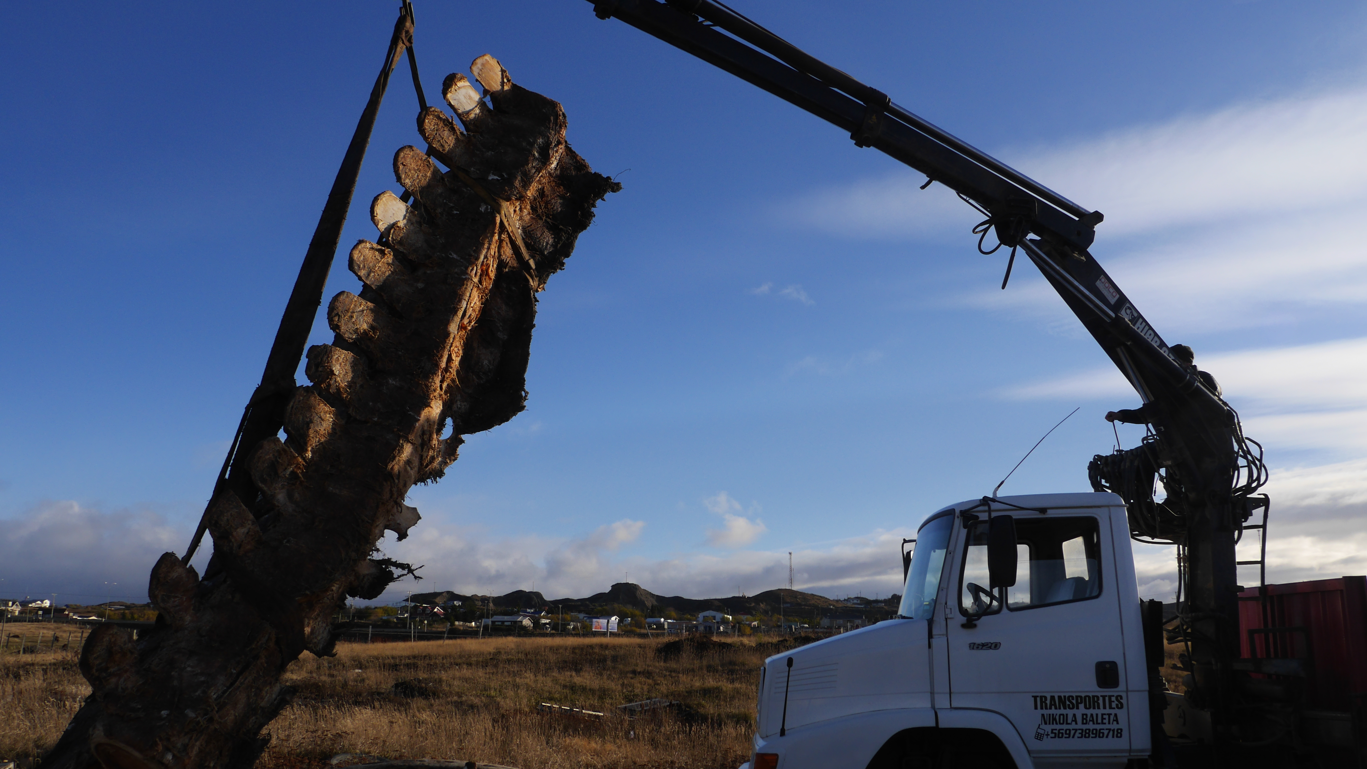El Museo de Historia Natural de Río Seco trabaja sobre restos de ballena