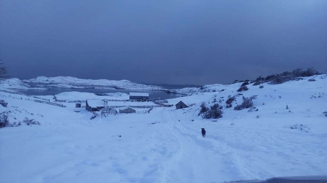 INDAP entregó alimentos para 1.500 bovinos en Puerto Williams