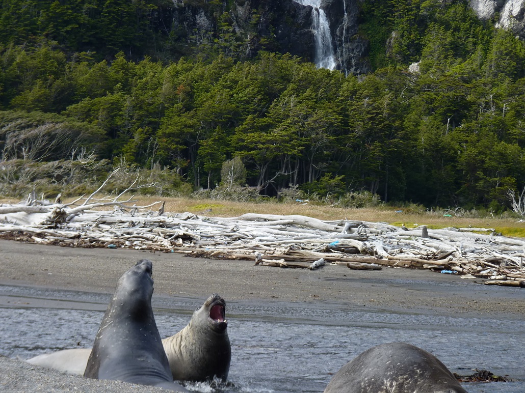 Tierra del Fuego cuenta con su primer Área Marina Protegida