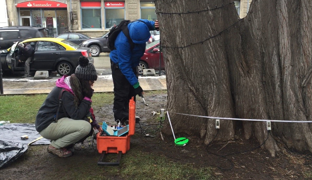 Se evaluó el estado de más de 60 árboles centenarios del centro de Punta Arenas