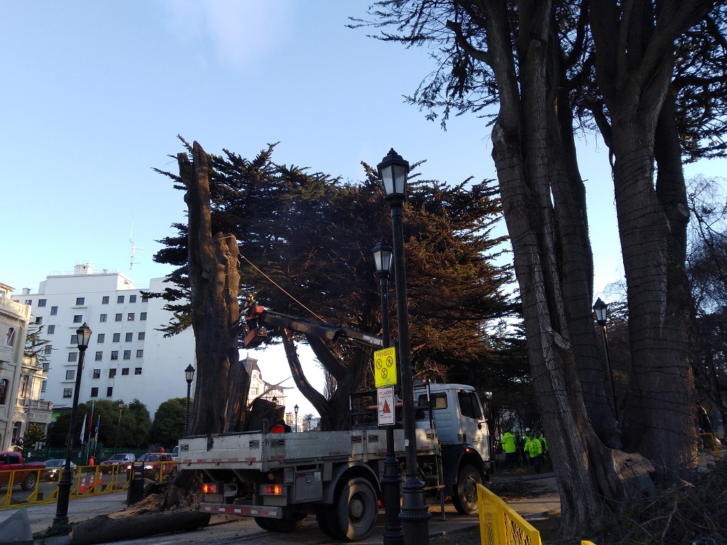 Municipio corta centenario alerce en Plaza Muñoz Gamero de Punta Arenas