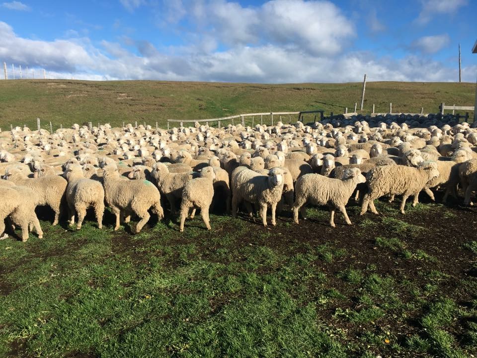 Ganaderos fueguinos conquistan espacio radial