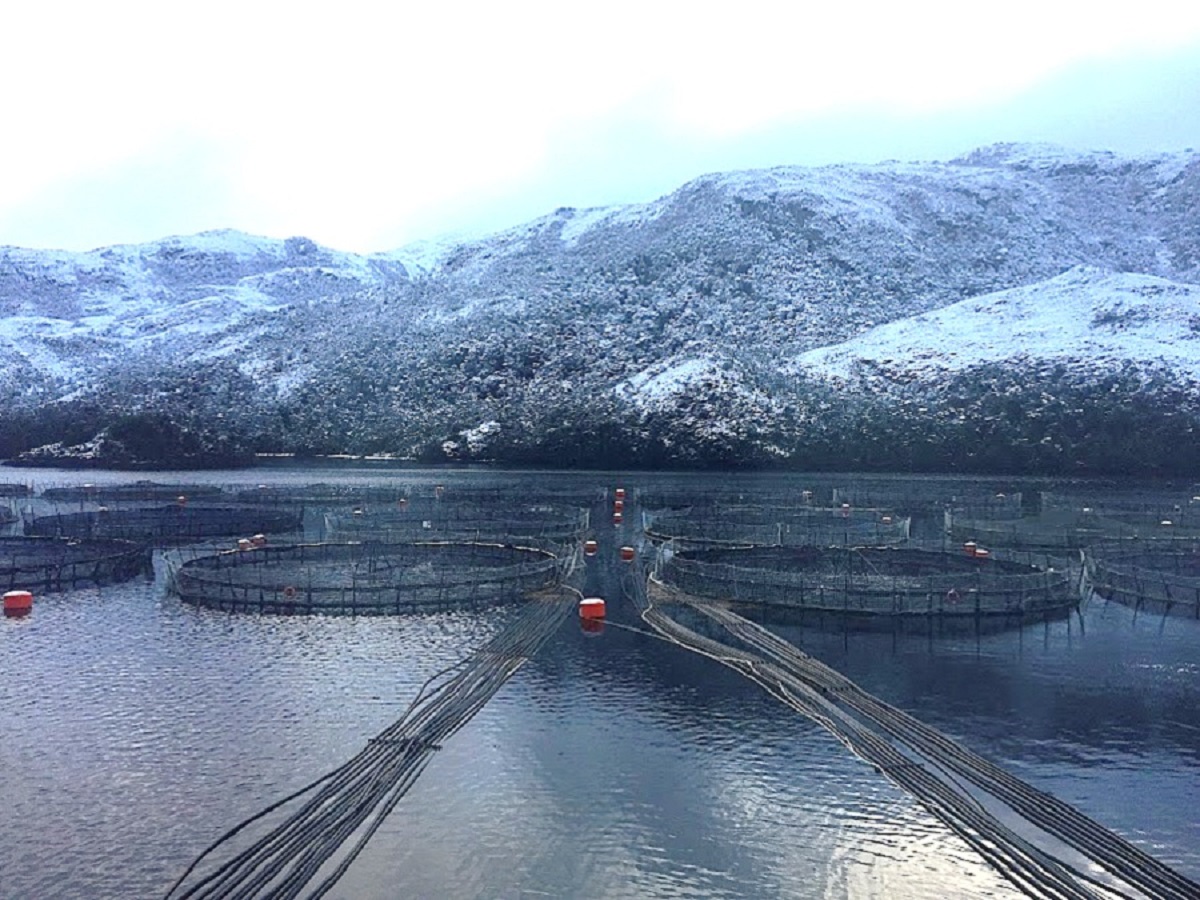 Pescadores de Pelluhuin responsabilizan a SEREMI de Economía por crisis de salmones escapados