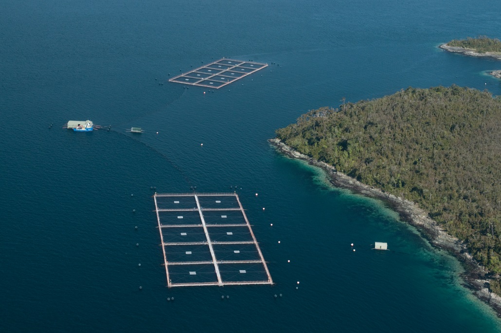 Agrosuper compró en US$ 850 millones de dólares la empresa salmonera Aqua Chile