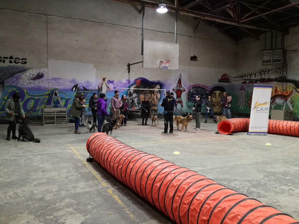 Club Agility Magallanes culminó Taller de capacitación de dueños de canes adoptados