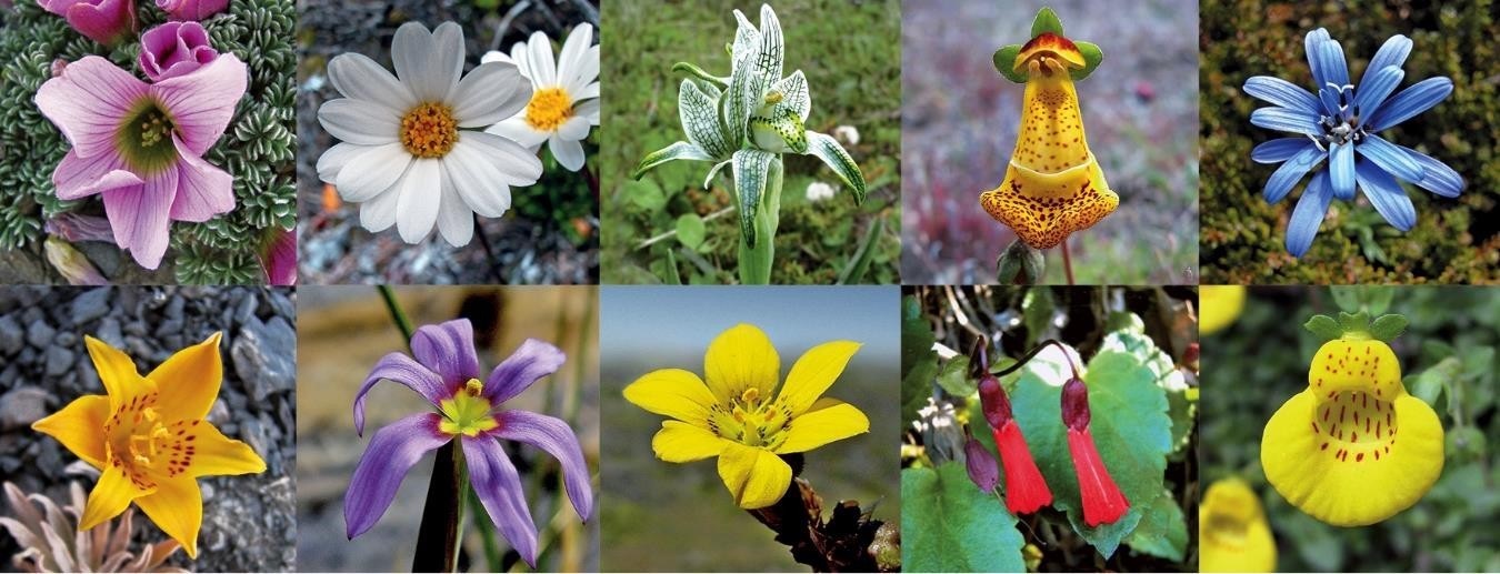 INIA Kampenaike realizará Curso “Introducción a la botánica 2018, flora nativa y exótica del Parque Nacional Torres del Paine